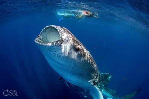 Whale Shark Photography workshop Isla Mujeres Mexico