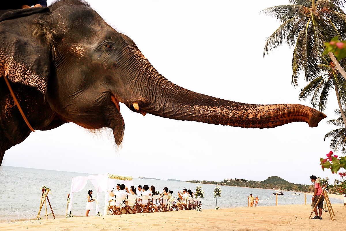 Thai beach wedding elephant photobomb