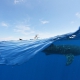 whale shark photography workshop ISla M #Aworldofititsown Matt Adcock from Del Sol Photography