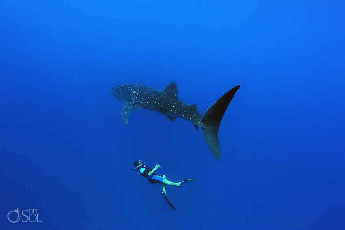 Whale Shark Adventure - Del Sol Photography