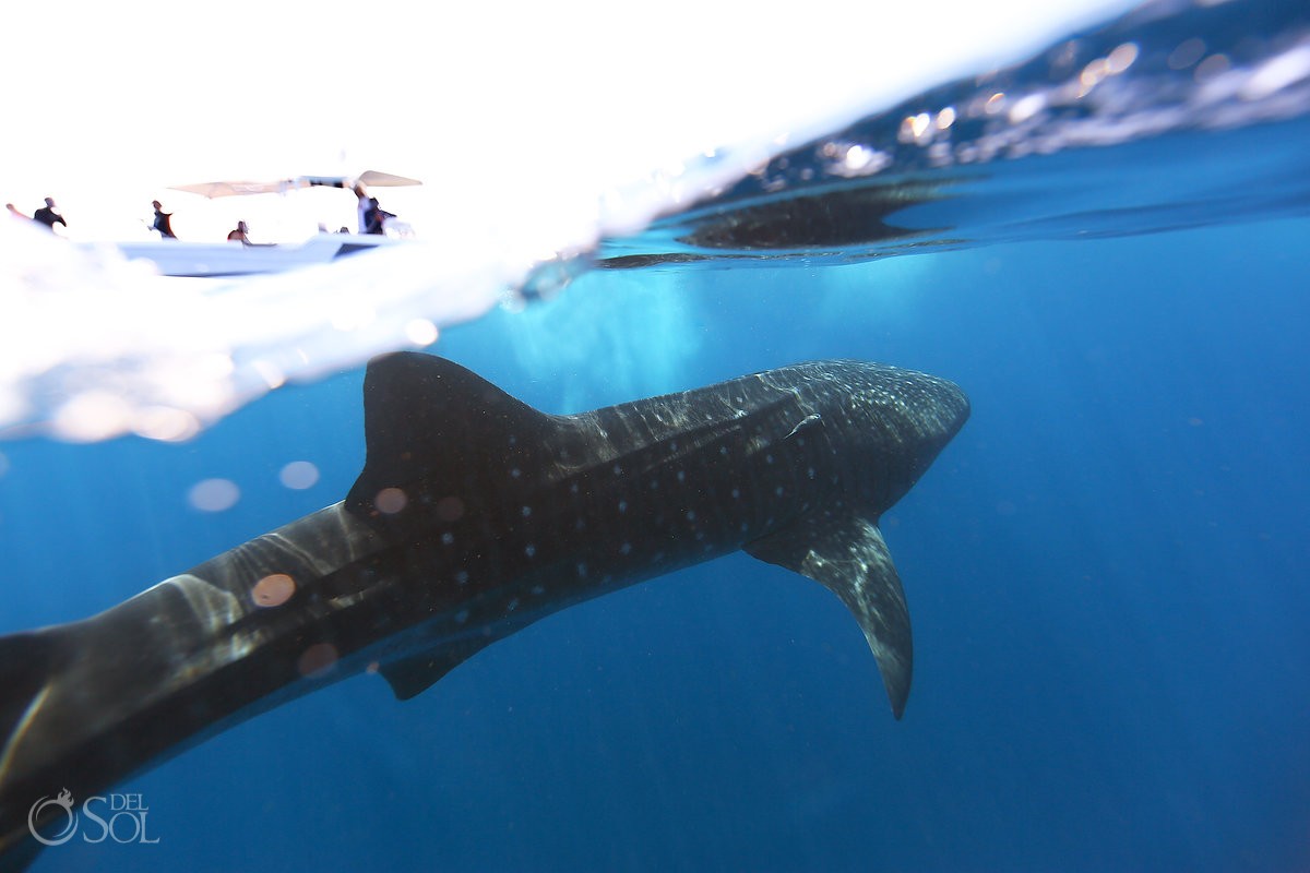 boat and swimming with Whale sharks off the coast of Isla Mujeres Mexico