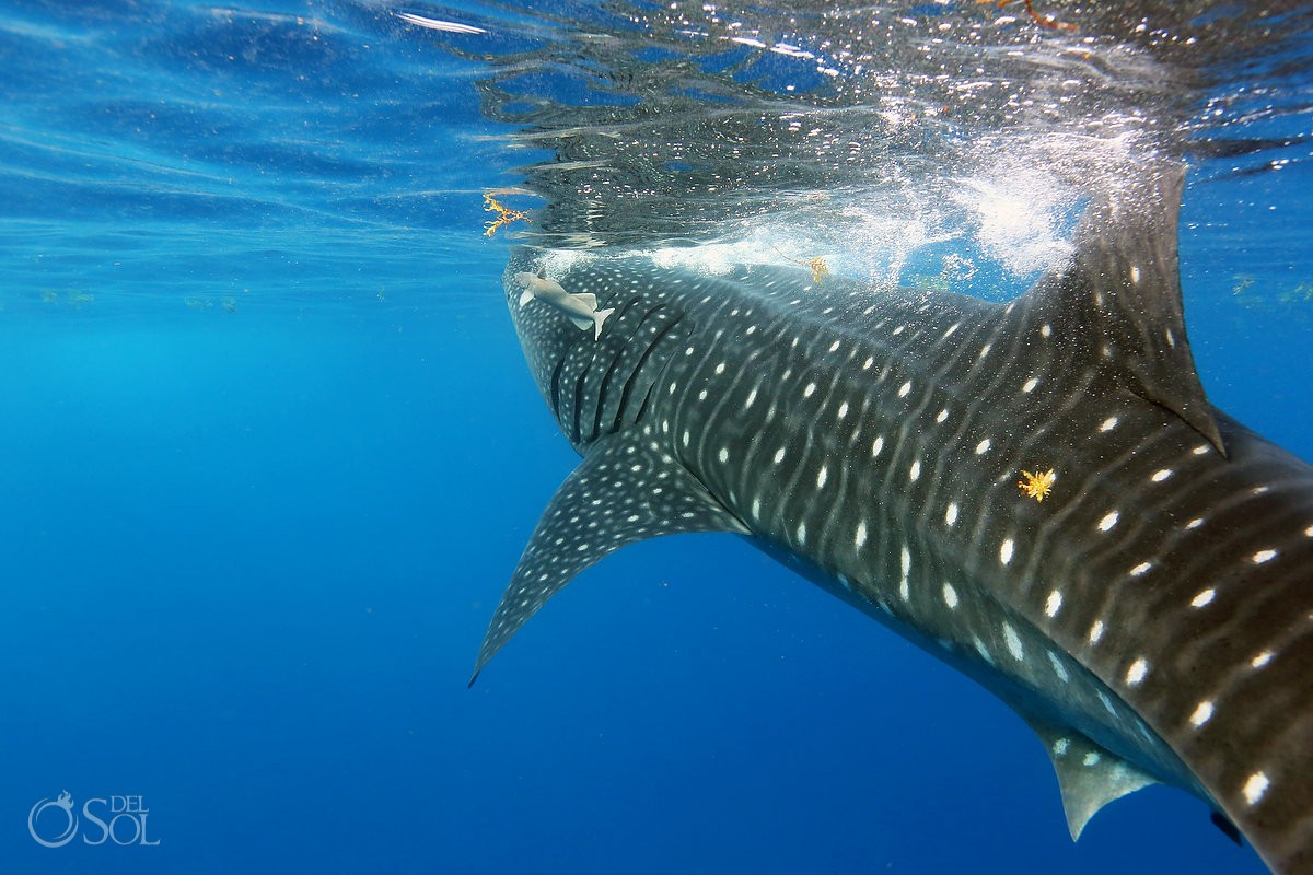 swimming with Whale sharks off the coast of Isla Mujeres Mexico