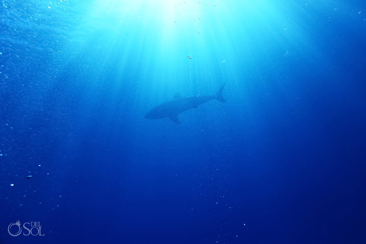 Great white shark light rays blue water, Guadalupe Island, Mexico.
