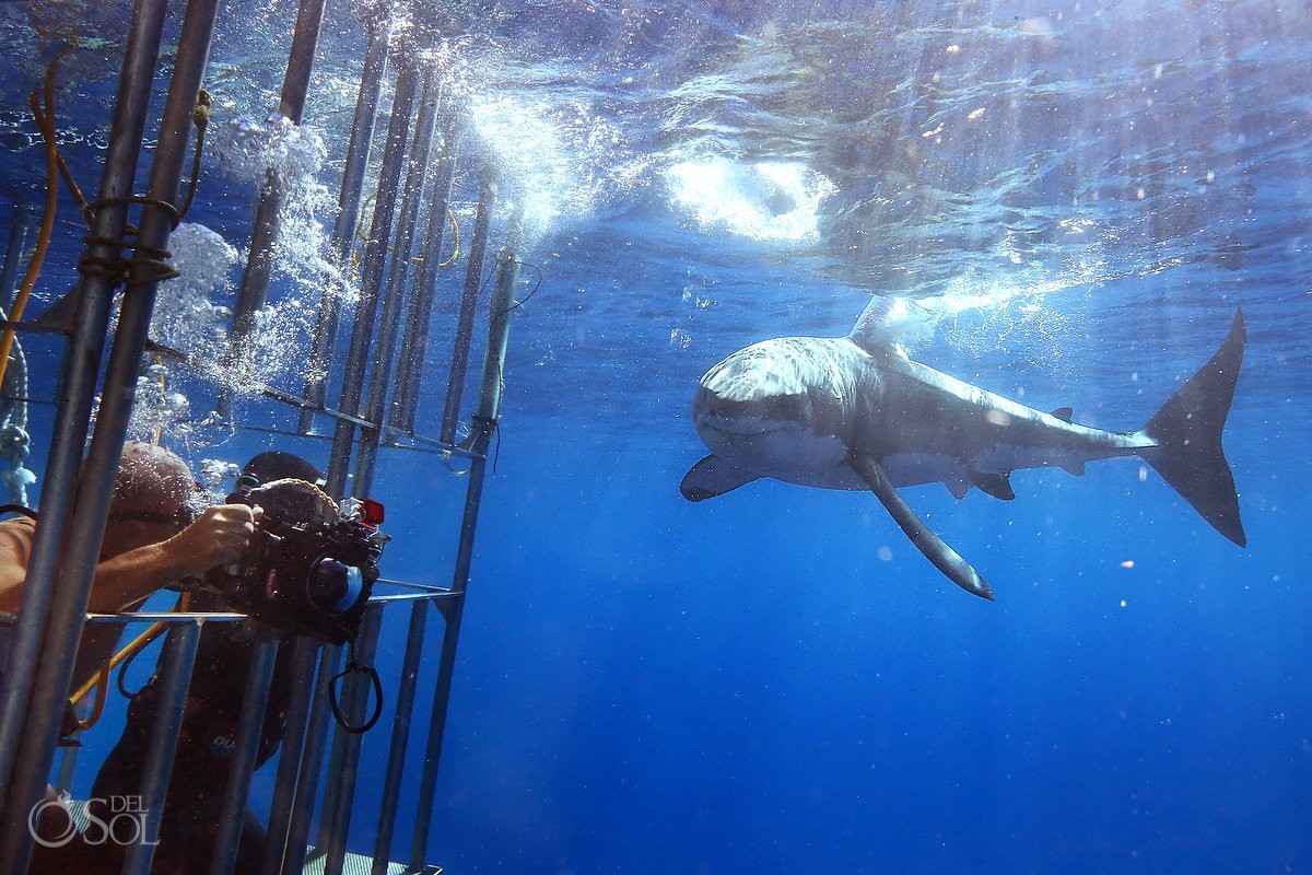 Divers Great white shark cage dive, Guadalupe Island, Mexico.