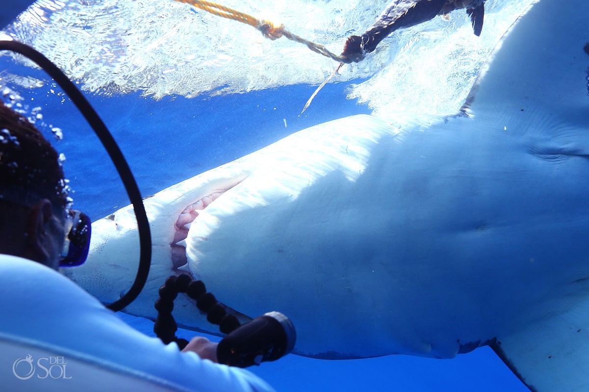 Great white shark dive #Aworldofitsown Guadalupe Island, Mexico