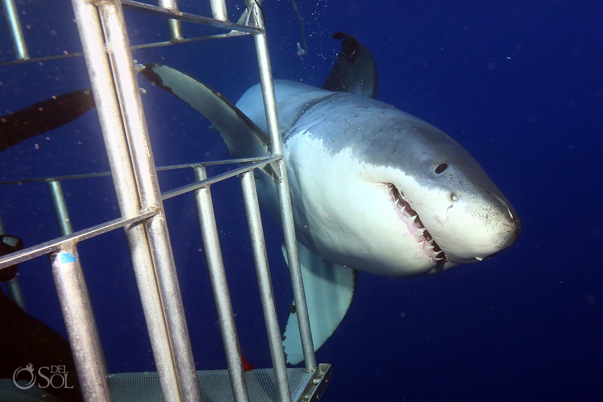 Great white shark cage dive, Guadalupe Island, Mexico.