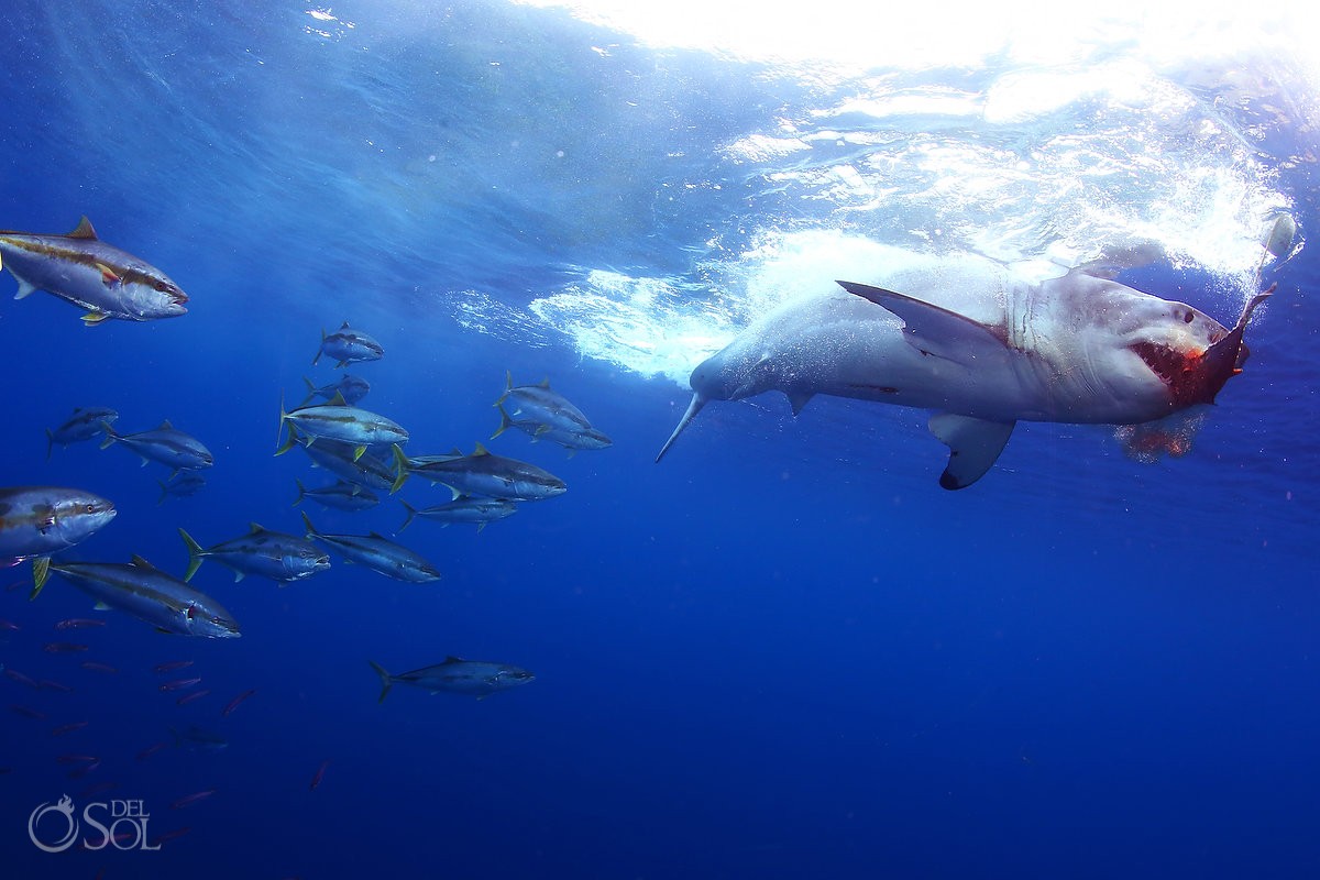 Great white shark eating feeding blood, Guadalupe Island, Mexico