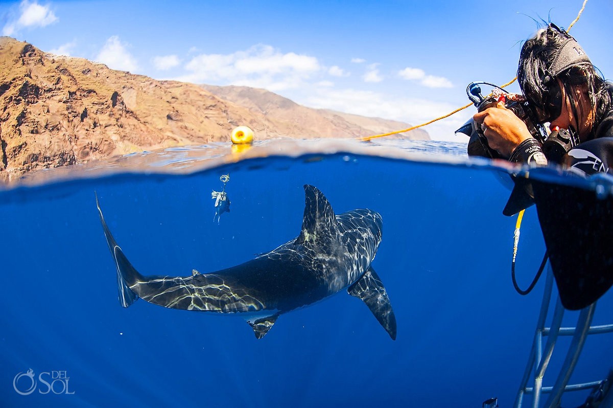 Great white shark dive, mountains, split shot, half, Guadalupe Island, Mexico.