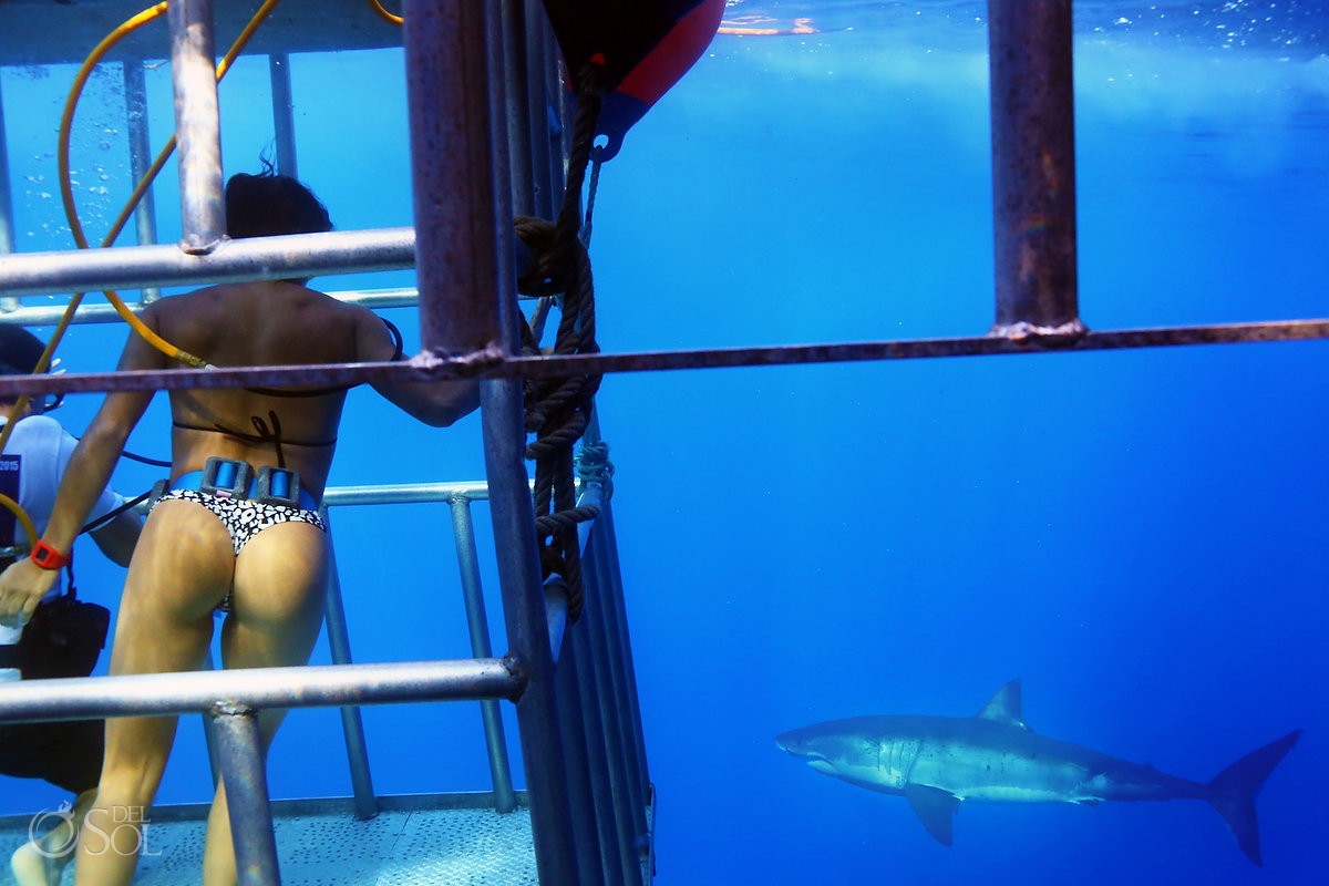 Diver bikini butt Great white shark dive #Awroldofitsown Guadalupe Island, Mexico.