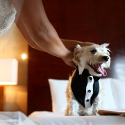 Cute dog tuxedo groomsmen outfit, funny animal wedding picture