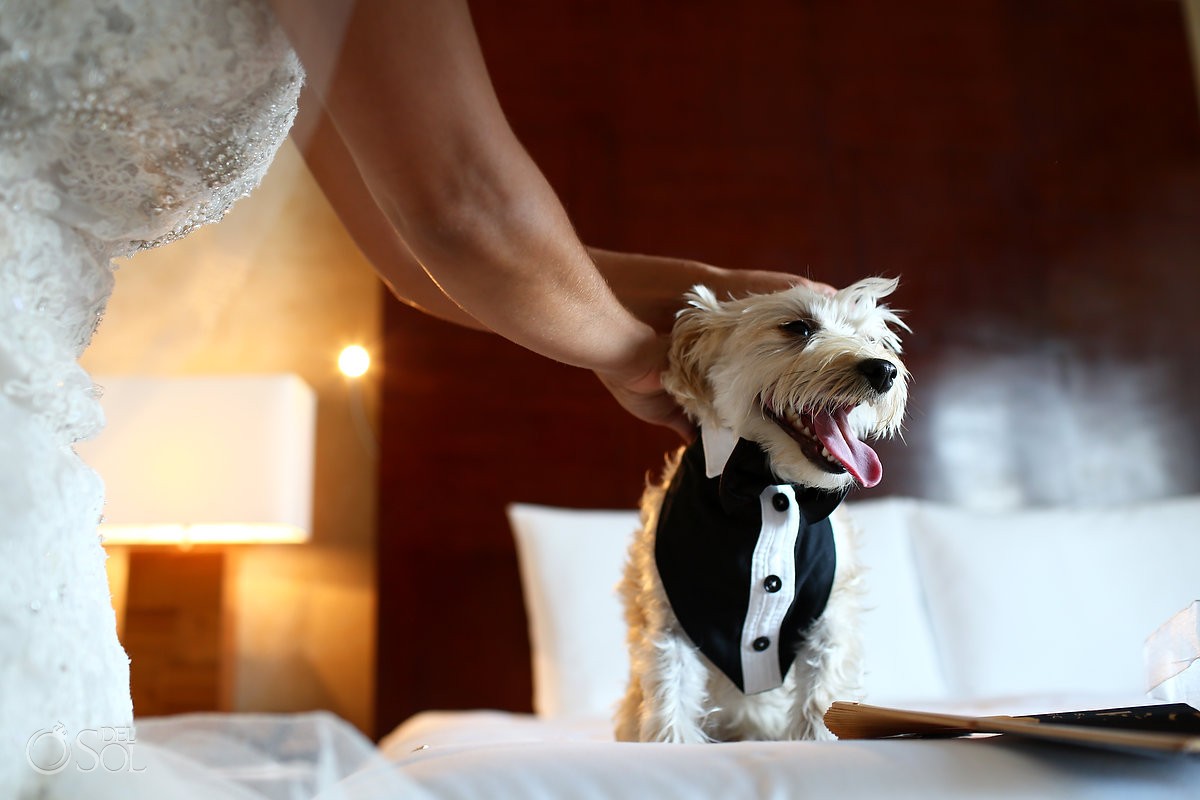 Cute dog tuxedo groomsmen outfit, funny animal wedding picture