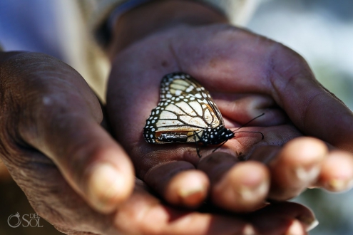 monarch butterfly held in hands