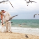 creative wedding portrait birds seagulls flying creative framing , Now Sapphire beach