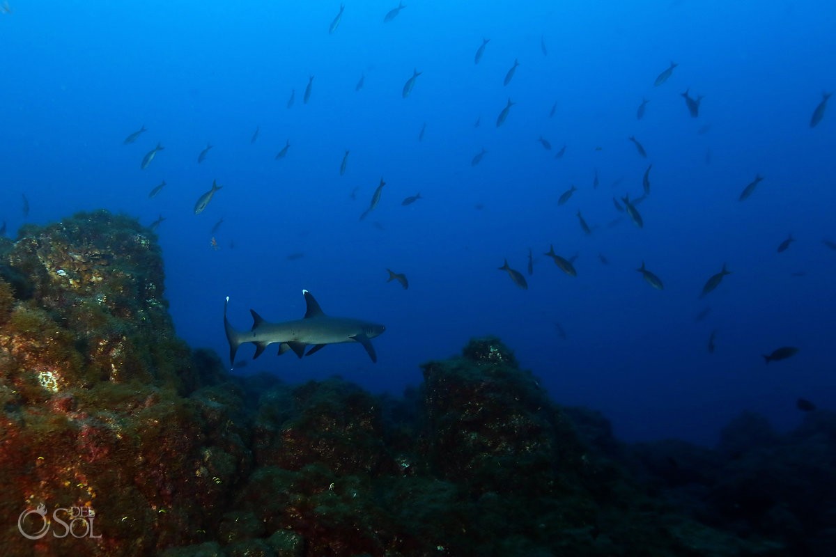 White tip shark swimming away over reef Diving live-aboard Socorro Revillagigedo Islands