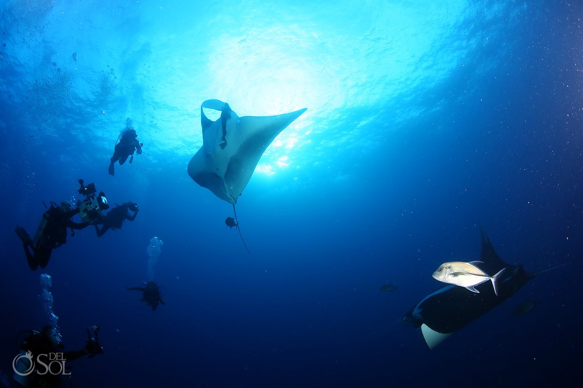 giant mantas divers cameras photographers, Diving live-aboard Socorro Revillagigedo Islands #Aworldofitsown