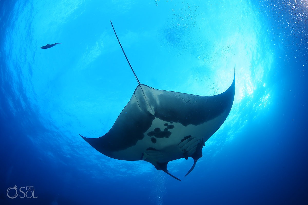 #aworldofitsown Giant manta Diving live-aboard Socorro Revillagigedo Islands Mexico