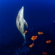 dolphin swimming up orange Clarion Angelfish Diving live-aboard Socorro Revillagigedo Islands #Aworldofitsown