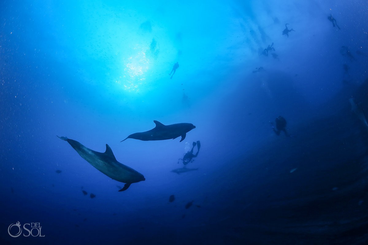 dolphin diver silhouettes Diving live-aboard Socorro Revillagigedo Islands