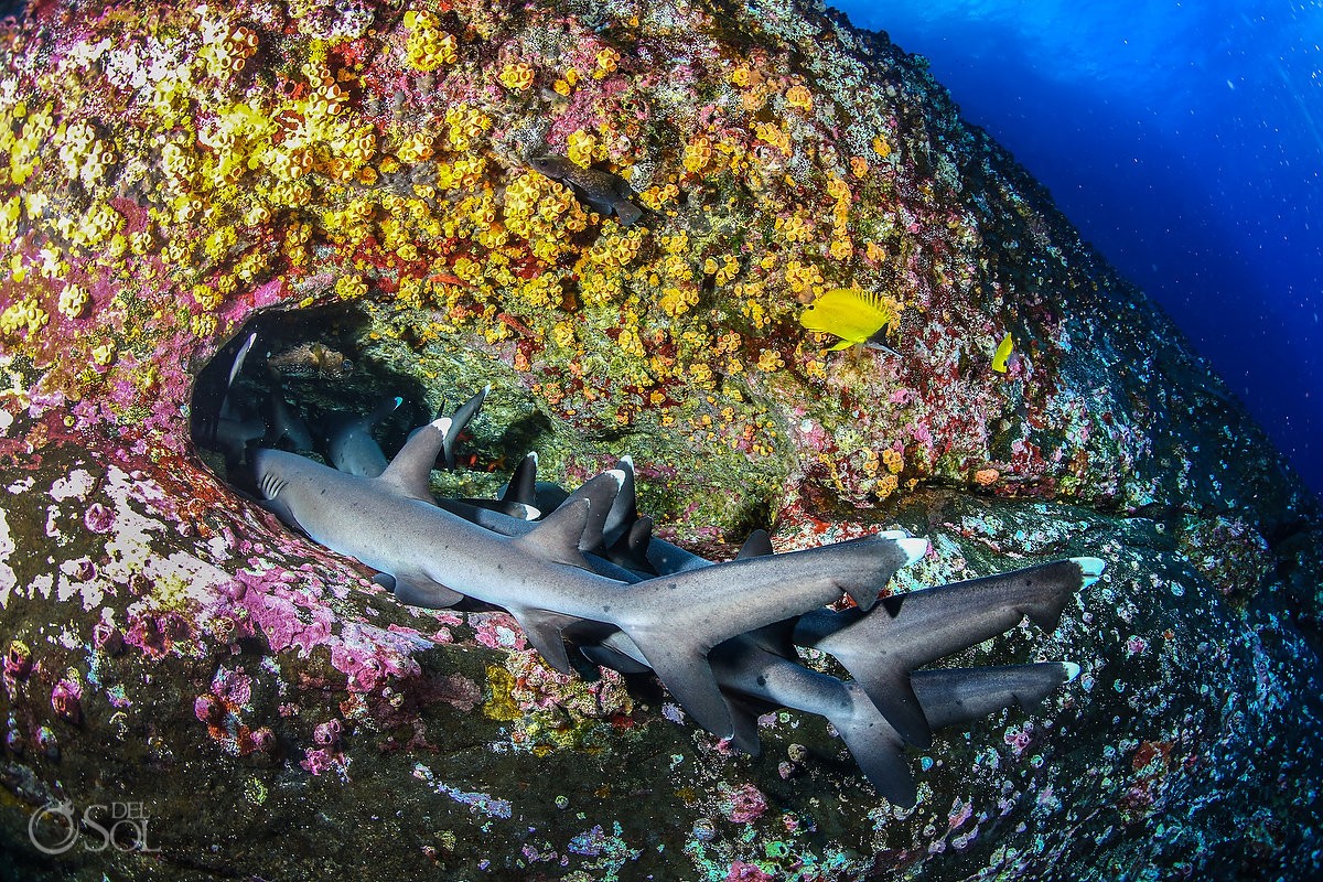 white tip reef sharks lying sleeping Diving live-aboard Socorro Revillagigedo Islands