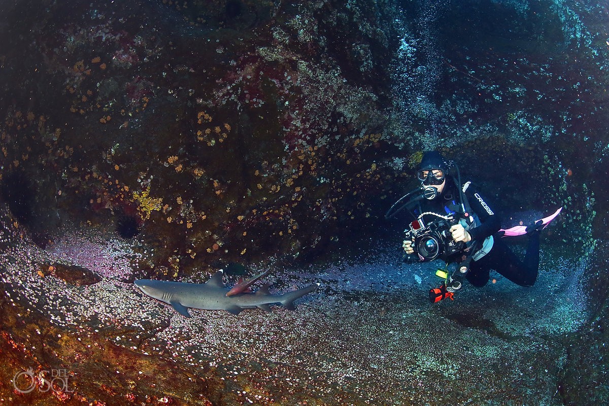 white tip reef sharks lying sleeping with diver posing, Diving live-aboard Socorro Revillagigedo Islands