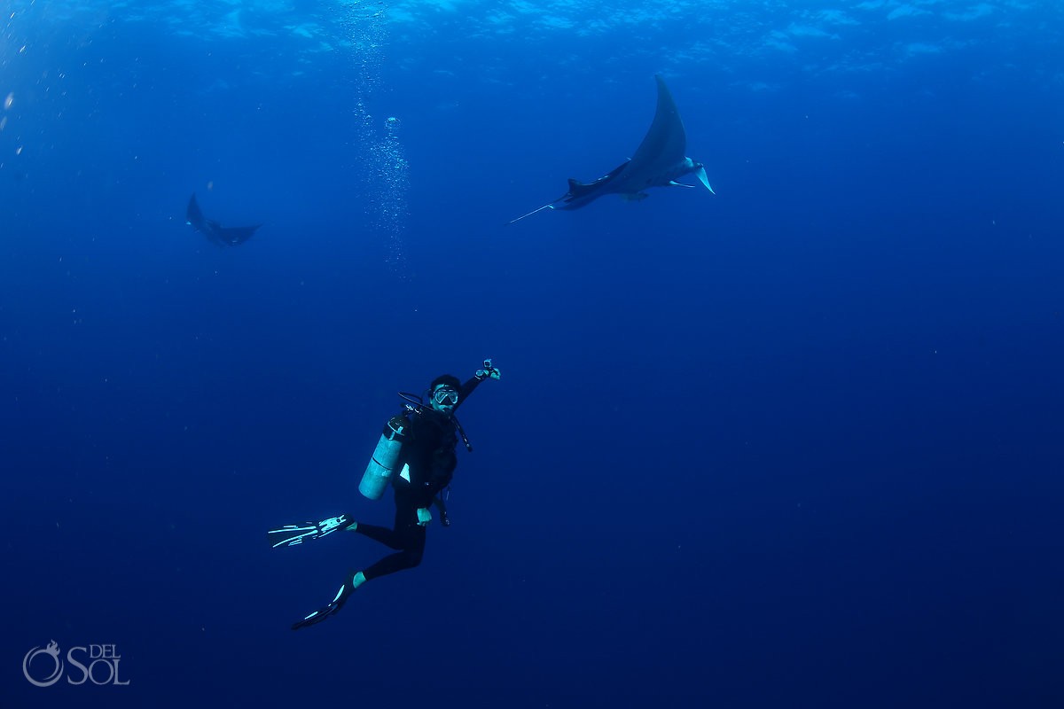diver and giant mantas Diving live-aboard Socorro Revillagigedo Islands