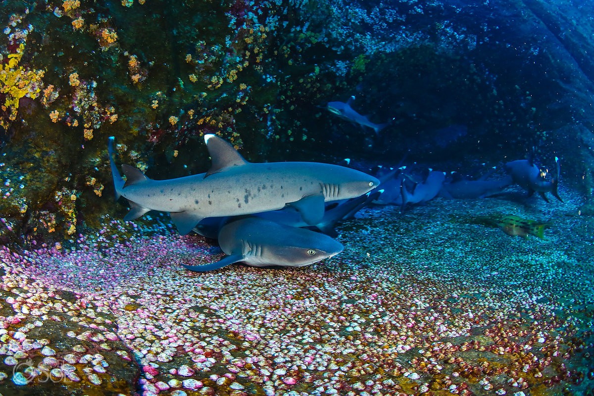 white tip reef sharks swimming Diving live-aboard Socorro Revillagigedo Islands