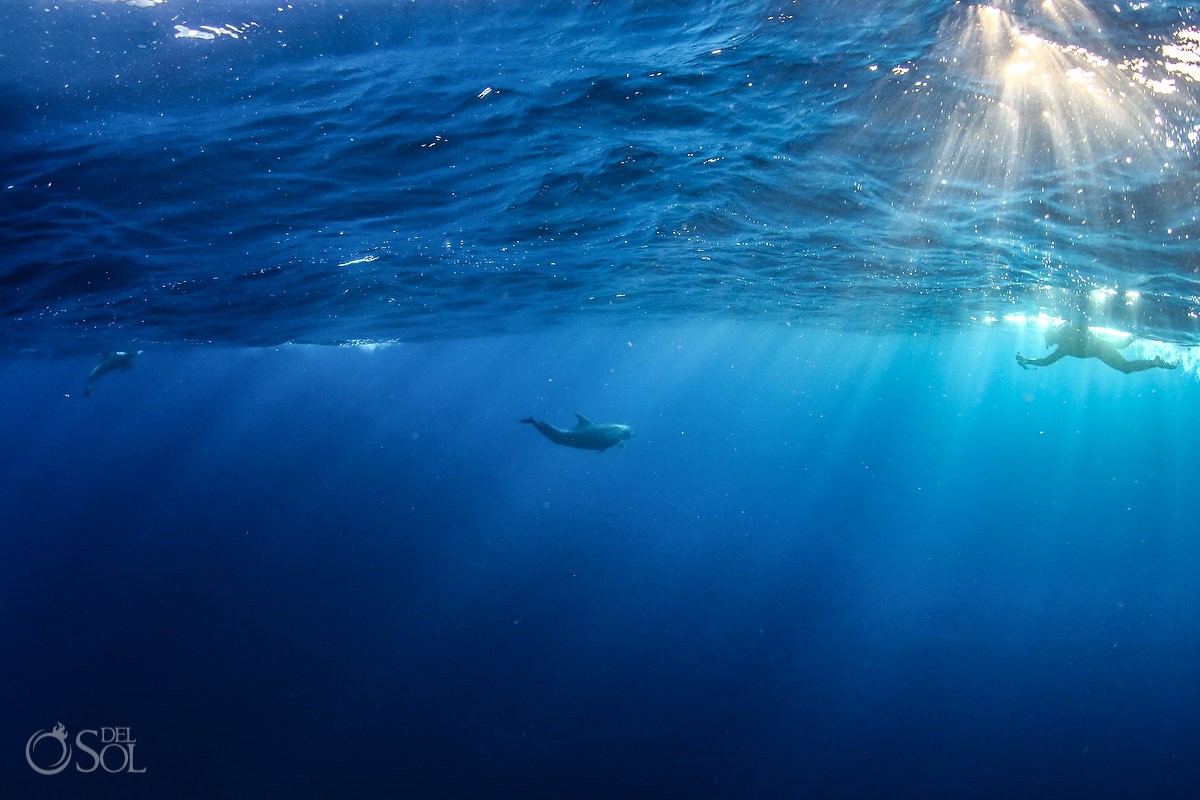snorkeler filming dolphin GoPro surface Diving live-aboard Socorro Revillagigedo Islands