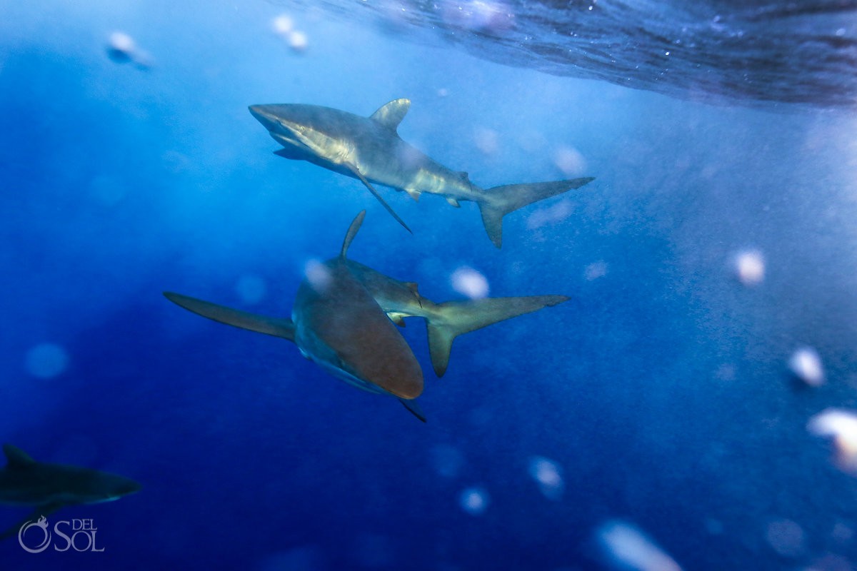 two Silky sharks swimming surface Diving live-aboard Socorro Revillagigedo Islands