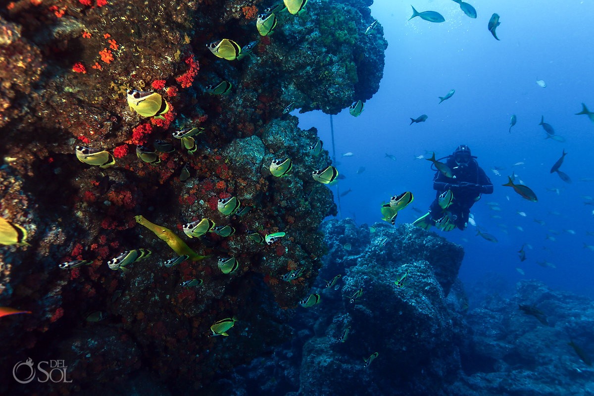 Scuba Diving the Revillagigedo Islands - Del Sol Photography