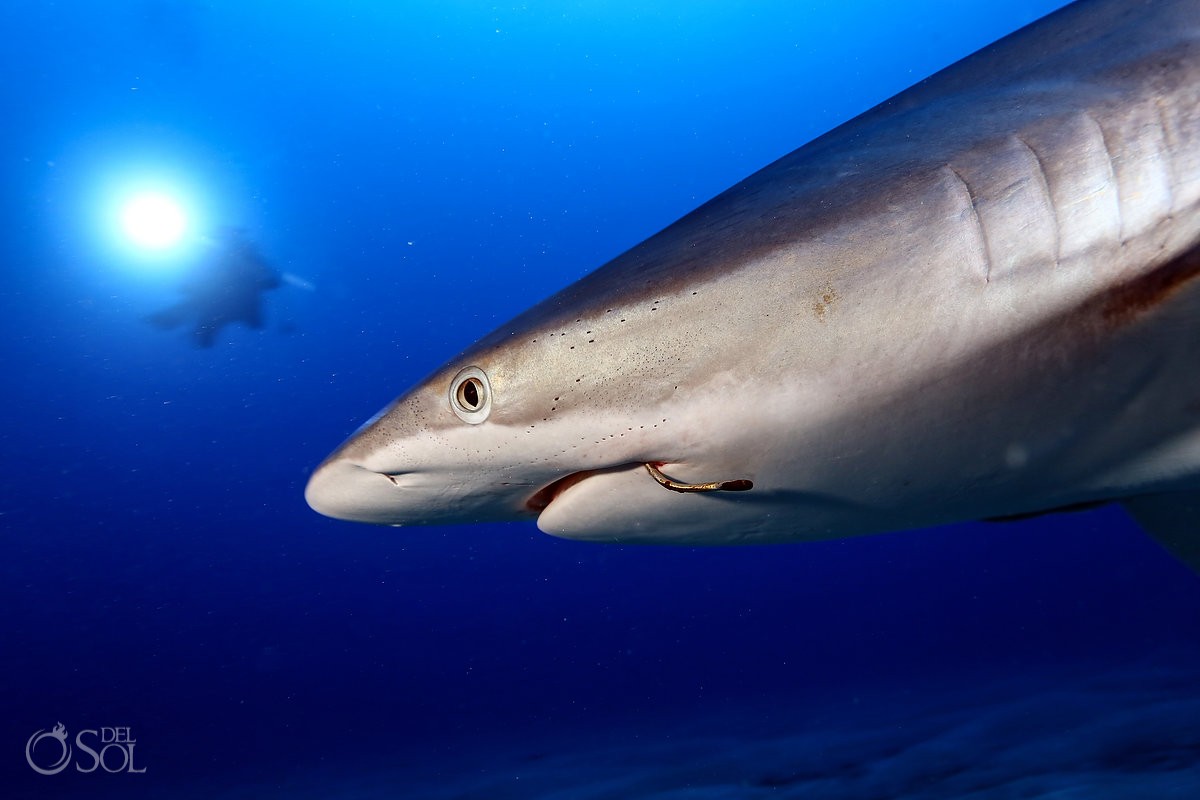 Silky shark head fishing hook mouth conservation Diving live-aboard Socorro Revillagigedo Islands
