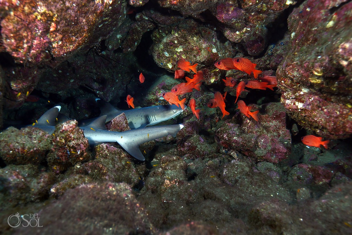 white tip reef sharks lying rocks Panamic soldierfish Diving live-aboard Socorro Revillagigedo Islands
