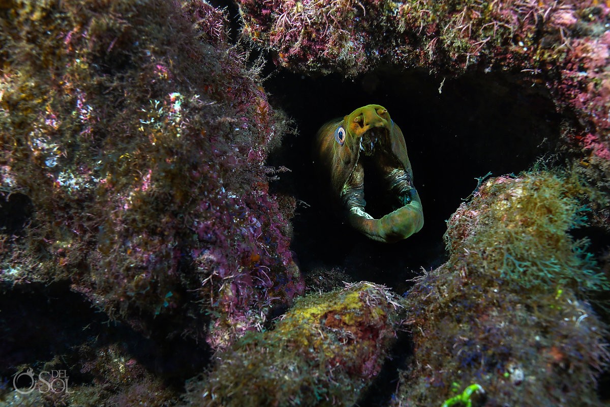 freen moray head gaping Diving live-aboard Socorro Revillagigedo Islands