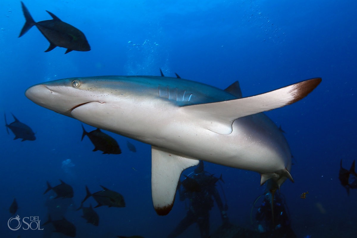 Silky shark Diving live-aboard Socorro Revillagigedo Islands