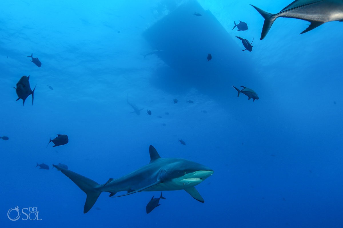 Silky shark underneath dive boat dinghy Diving live-aboard Socorro Revillagigedo Islands