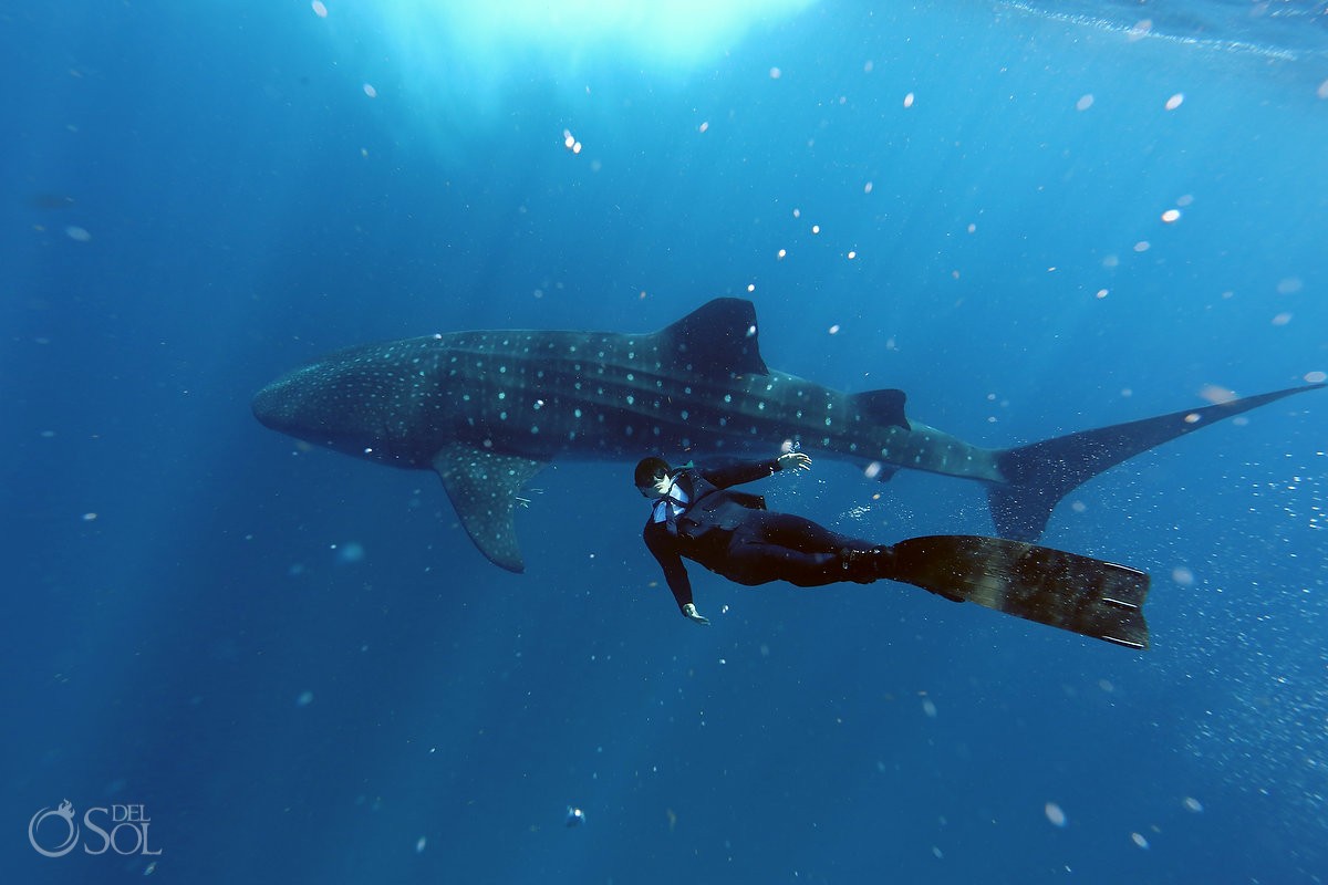 freediver wearing true wet suit by Oceaner whaleshark isla mujeres mexico