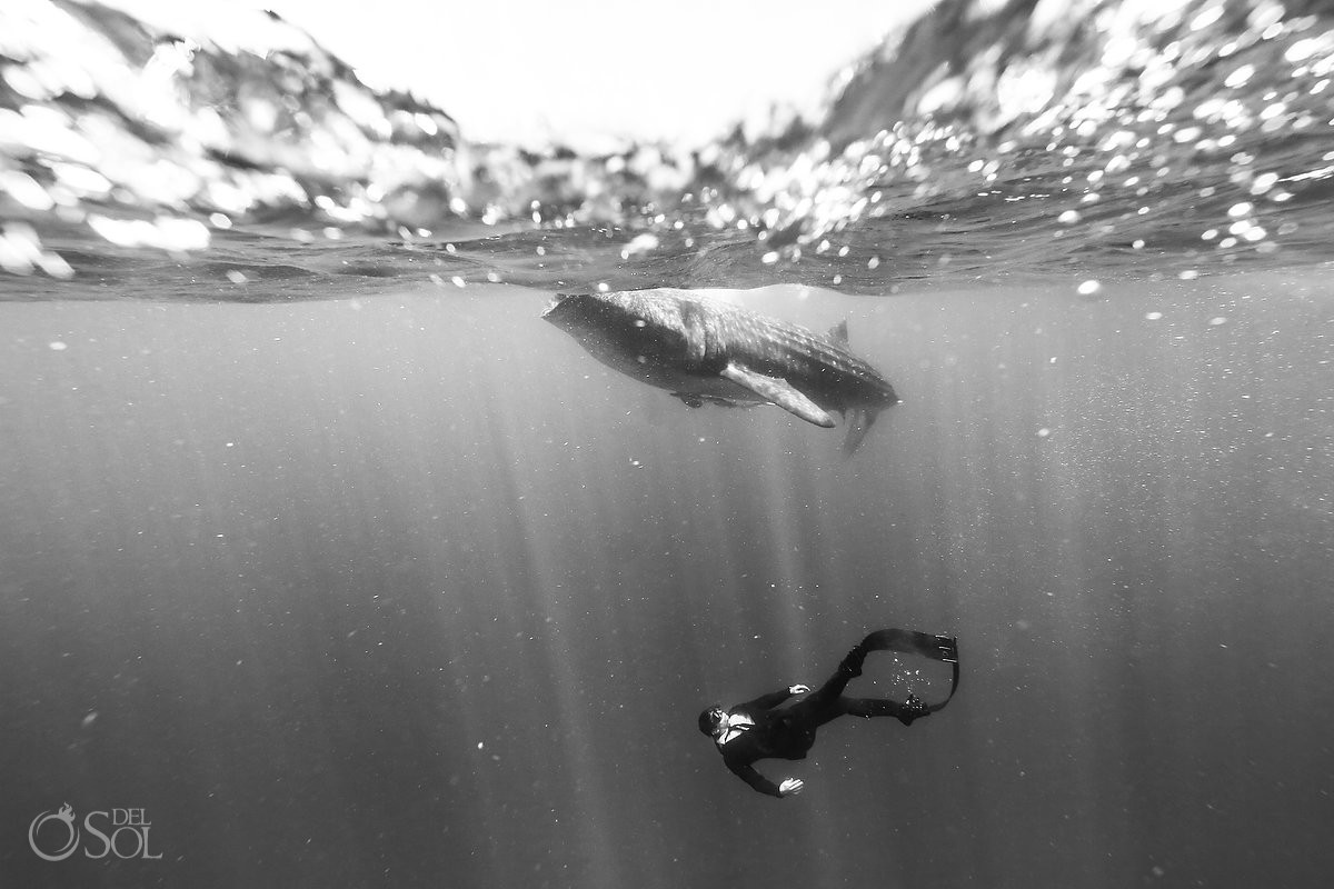 freediver wearing true wet suit by Oceaner whaleshark isla mujeres mexico