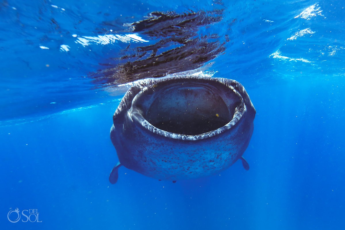 Whale Shark Photography workshop Mexico #Aworldofitsown tiburon ballena isla mujeres cancun mexico