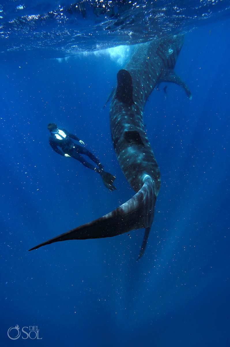 Amazing Whale Shark Photography workshop Isla Mujeres cancun Mexico #Aworldofitsown