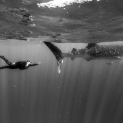 black and white free-diver Whale Shark Photography workshop Isla Mujeres Mexico #Aworldofitsown