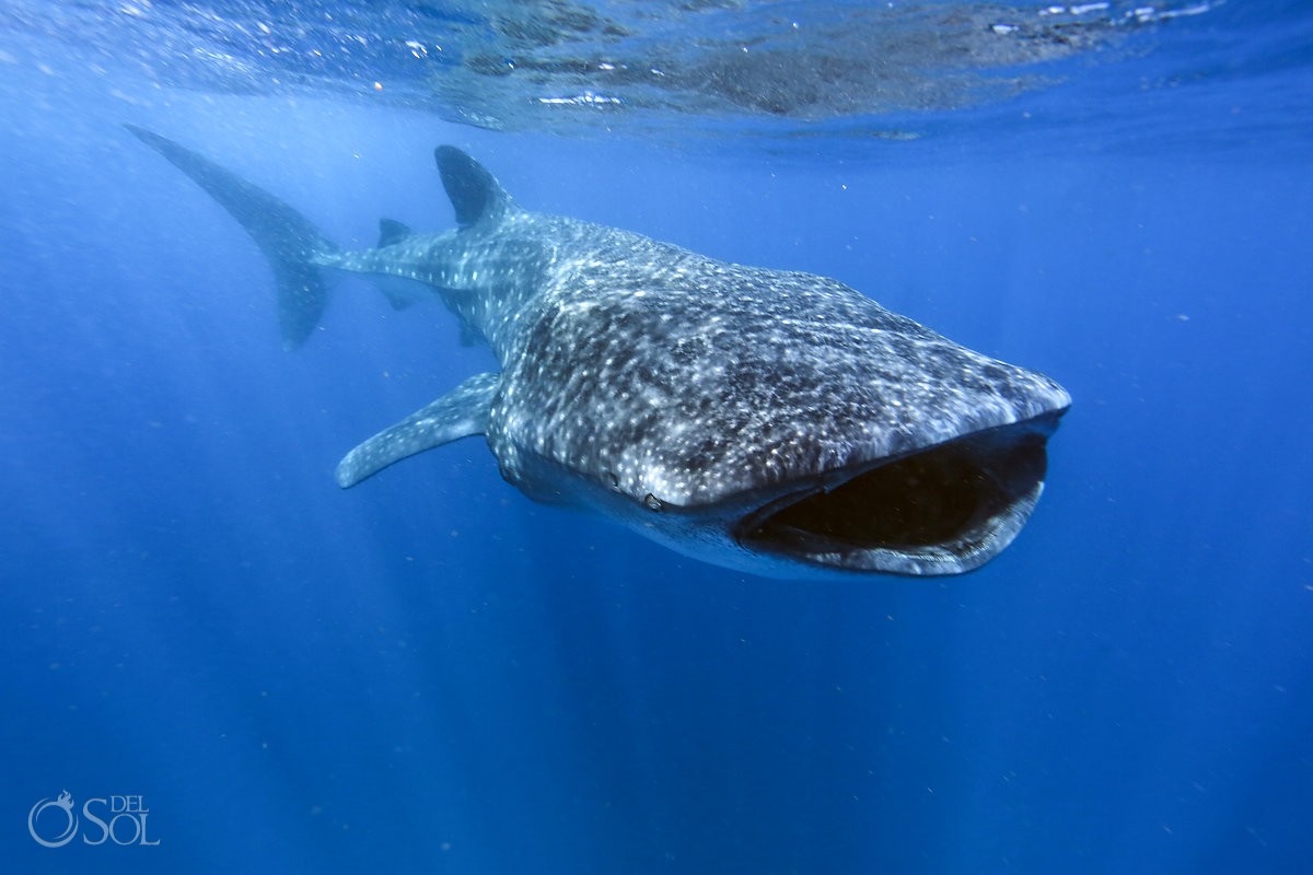 Whale Shark swimming Photography workshop cancun Isla Mujeres Mexico #Aworldofitsown
