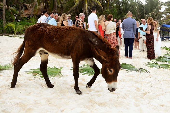 Wedding beach ceremony Donkey photobomb Cabañas La Luna Tulum Mexico