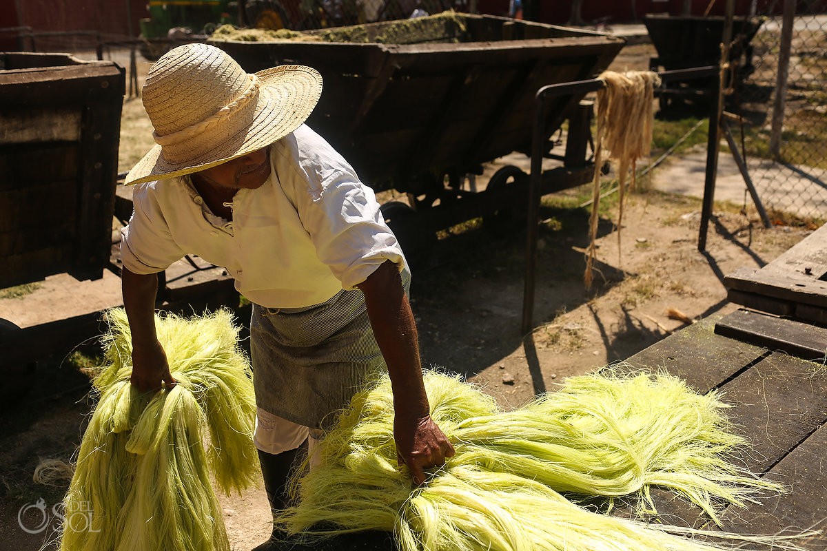 The Hacienda takes pride in showing visitors how henequén - Green Fibre - is extracted from agave leaves and made into an organic fibre used to make rope The Hacienda Sotula de Peon, Yucatan, Mexico #ExperienciasInfinitas