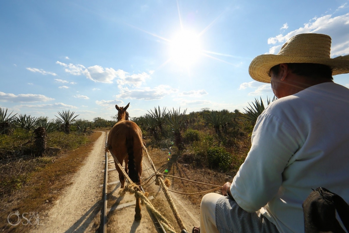 Agave farmer riding donkey wagon as workers prepare henequén - Green Fibre gold from hacienda Sotula de Peon Yucatan Mexico #ExperienciasInfinitas