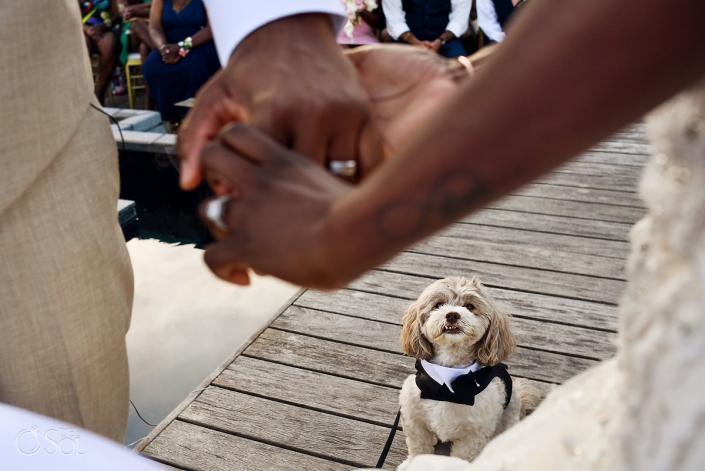 Dog Look Ceremony Nizuc Resort Cancun Mexico Destination Wedding