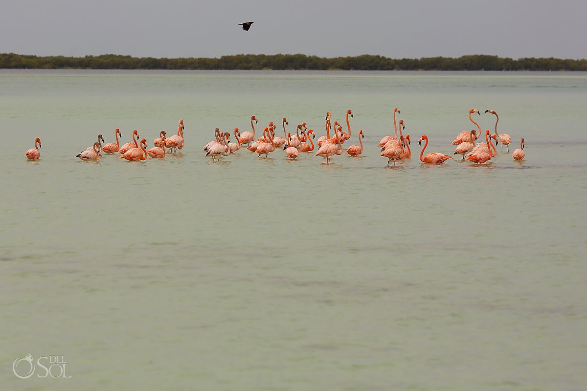 Pink flamingos ria lagartos yucatan mexico pink romance del sol photography #ExperienciasInfinitas
