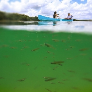 Little fish swimming around green water bride and groom rowing blue boat at lagoon Riviera Maya Mexico