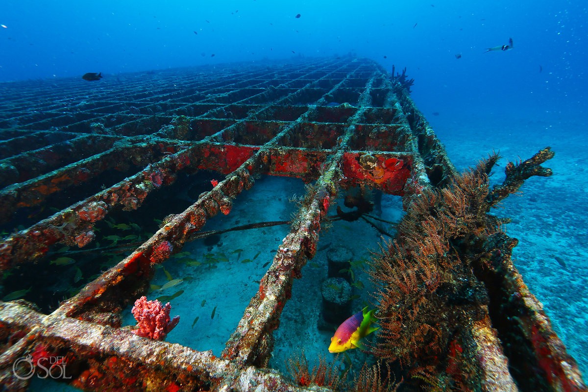 Fish swimming at shipwreck artificial reef
