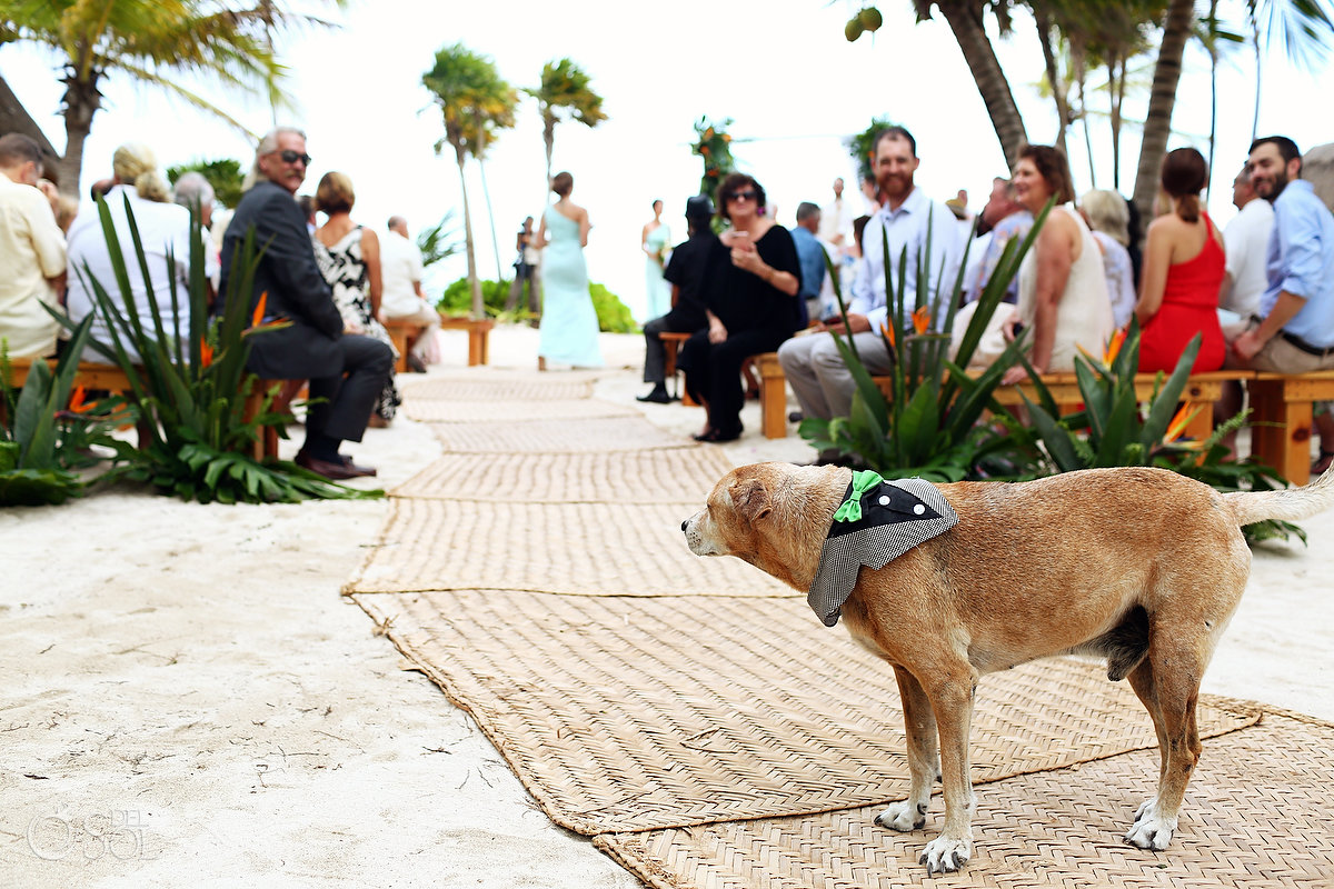 family dog wedding photobomb Tulum Boutique Villa Wedding
