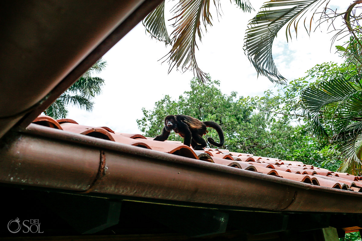 Spider Monkey Tamarindo Guanacaste Costa Rica