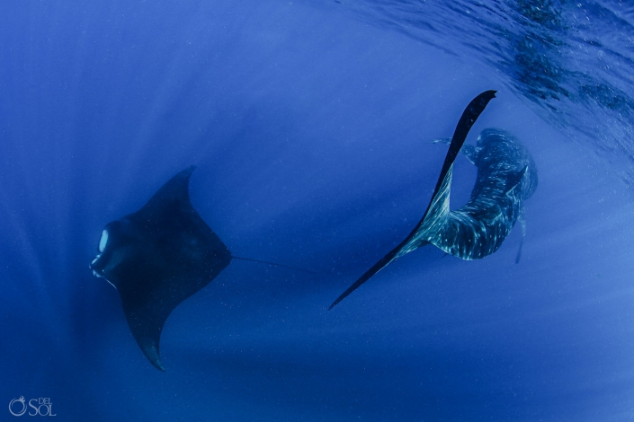 Whale Shark Stingray Dance Ocean Tahiti underwater photography